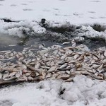 Kto odpowie za śmierć tysięcy ryb w słupeckim jeziorze?